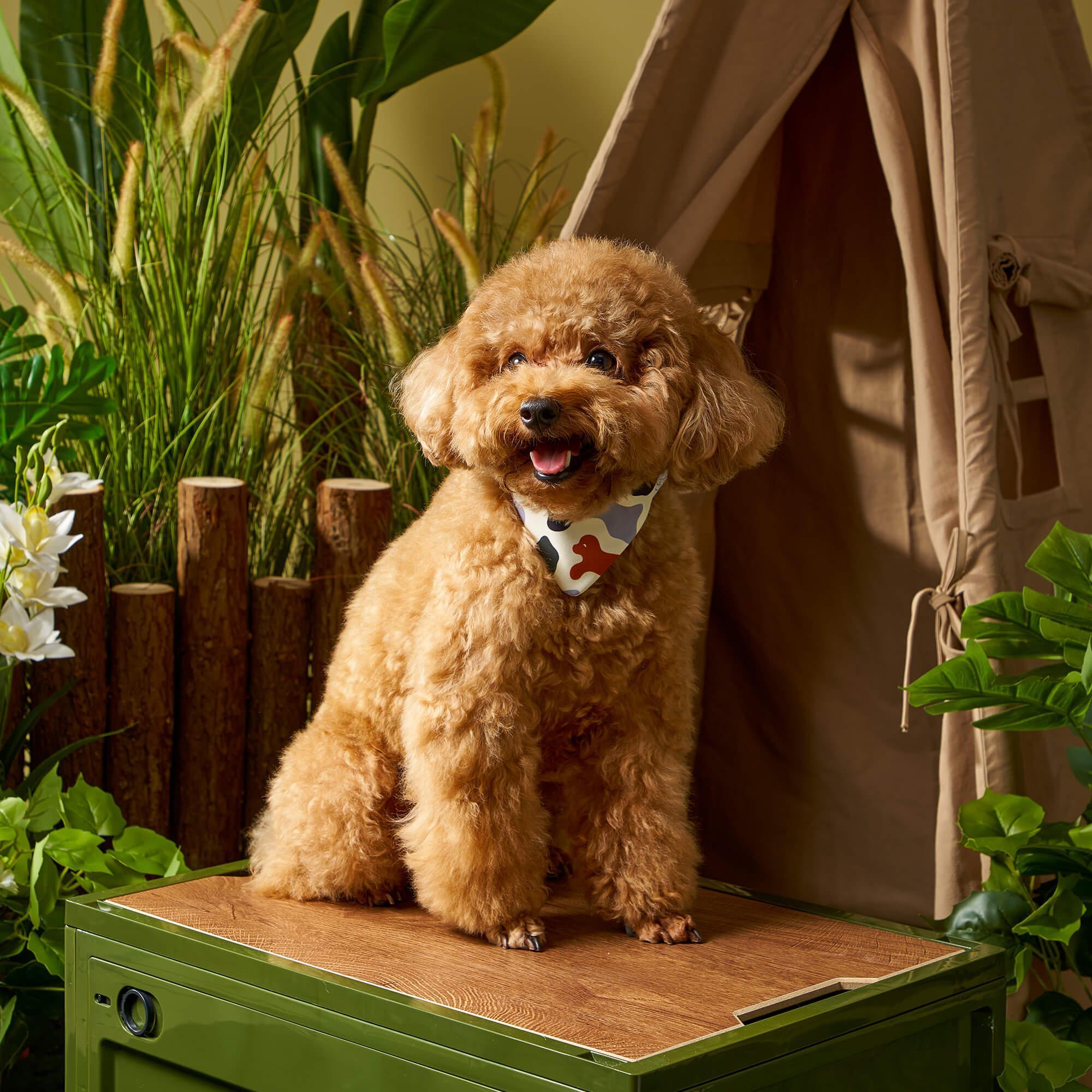 MaH Pet Pandana | Puppy Collar